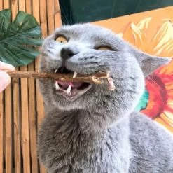 Bâtonnets En Bois Pour Nettoyage Des Dents Pour Chat