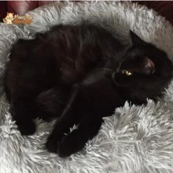 Coussin Douillet Pour Chat - CoussinooRelax™ 11 Coussin Douillet Pour Chat - CoussinooRelax™ -Chats Fournitures Magasin COUSSINOO Coussin Douillet et Confortable Chat Pour toi Mon chat 1620681773