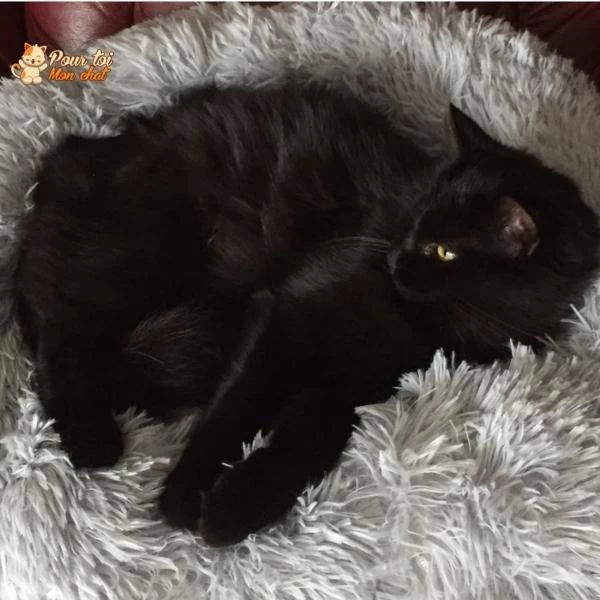 Coussin Douillet Pour Chat - CoussinooRelax™ 6 Coussin Douillet Pour Chat - CoussinooRelax™ – Image 6