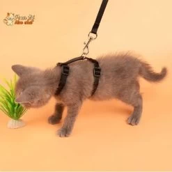 Collier Anti-fuite Pour Chaton -Chats Fournitures Magasin Collier anti fuite pour chaton Pour toi Mon chat 1682142307