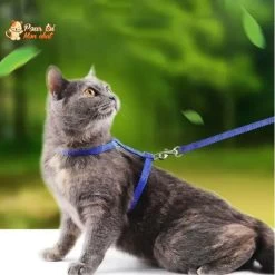 Collier Anti-fuite Pour Chaton -Chats Fournitures Magasin Collier anti fuite pour chaton Pour toi Mon chat 1682142313