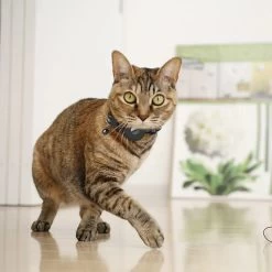 Collier Support De Repérage GPS Pour Chat -Chats Fournitures Magasin Collier de reperage GPS pour chaton Pour toi Mon chat 1680781555 79b58880 abe8 4f1a 8900 9d39cff47aa1