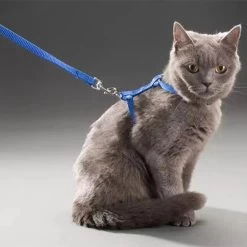 Collier En Nylon Réglable Pour Chat