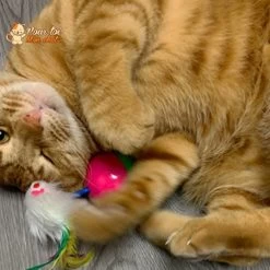 Balle Culbuto Avec Souris - Souris'On'Ball™ -Chats Fournitures Magasin Cute Durable Pet Cat Toys Mimi Favorite Fur Mouse Tumbler Kitten Cat Toys Plastic Play Balls for Catch Cats Supplies Pour toi Mon chat 1636572176