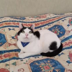 Écharpe Ajustable Pour Chaton -Chats Fournitures Magasin Echarpe ajustable pour chaton Pour toi Mon chat 1680703311 e9f25d80 73b0 4036 b9e5 c3034b634435