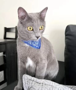 Écharpe Ajustable Pour Chaton