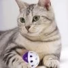 Ensemble De Six Boules Amusantes Avec Cloche Pour Chat