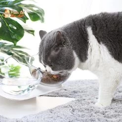 Gamelle Tête De Chat 2 En 1 - Cat'Twin'Bowl™ 26 Gamelle Tête De Chat 2 En 1 - Cat'Twin'Bowl™ -Chats Fournitures Magasin Gamelle 2 en 1 pour chat CatTwinBowl Pour toi Mon chat 1636879199