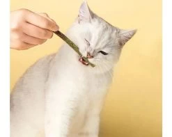 Jouet à Mâcher Saveur Menthe Pour Chaton