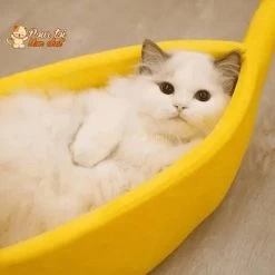 LIT BANANE POUR CHAT – Banana’Chat™ -Chats Fournitures Magasin LIT BANANE POUR CHAT Banan Chat Pour toi Mon chat 1669553840 b2b29a1d 199f 45b4 8247 eb12c4bd388a