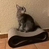 Lit à Gratter Pour Chat En Carton Ondulé
