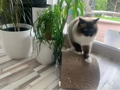 Lit à Gratter Pour Chat En Carton Ondulé -Chats Fournitures Magasin Lit a gratter pour chat en carton ondule Pour toi Mon chat 1687693743814 0dee684a 43c4 4856 9801 ce64bcea898c