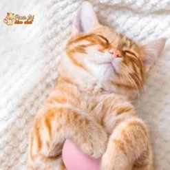 Balle Avec Des Sons D'animaux - Music'Balls™ -Chats Fournitures Magasin Music Balls4Cat Son des oiseaux des grenouilles des grillons pour Chat Pour toi Mon chat 1630408913