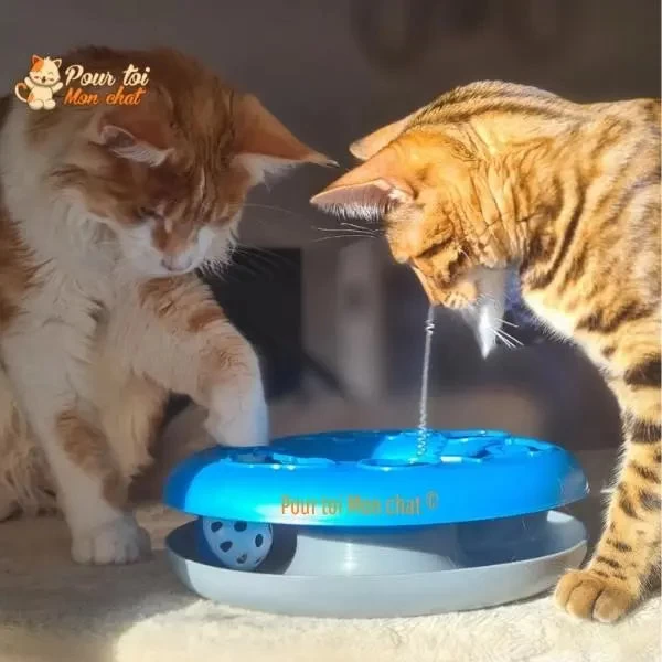 Jouet à Balles Et Plumes : 2 Jouets En 1 Interactifs Pour Chat - Pilou-Pilou™ 2 Jouet à Balles Et Plumes : 2 Jouets En 1 Interactifs Pour Chat - Pilou-Pilou™ – Image 2