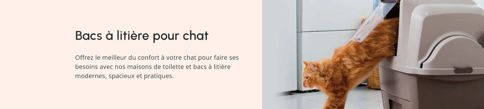 Chats Fournitures Magasin -Chats Fournitures Magasin RTYRY