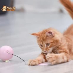 Balle Interactive Pour Chat - RollChat™ -Chats Fournitures Magasin RollChat Balle interactive pour Chat Pour toi Mon chat 1633551485